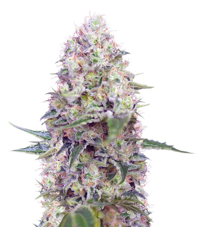 Сорт Crystal Candy fem (Sweet Seeds)