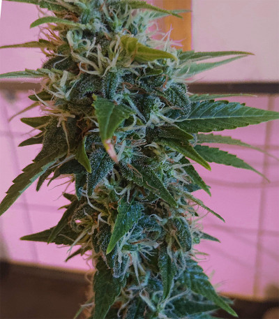 Сорт Amnesia Haze (Haze 1) fem (Nirvana Seeds)