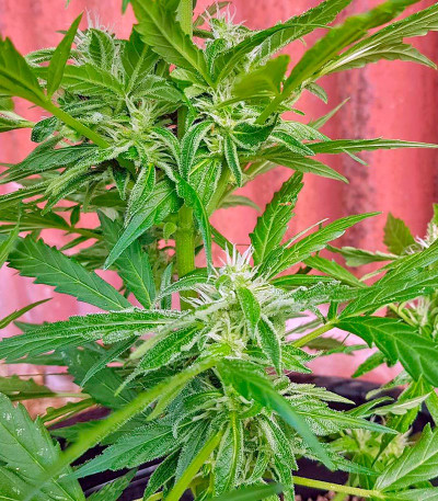 Сорт Original Amnesia Autoflowering fem (Dinafem Seeds)