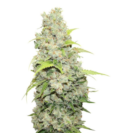 Сорт Bcn Sour Diesel fem