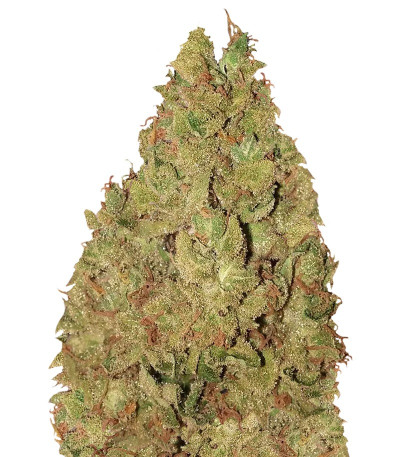 Сорт Krippleberry Auto fem (Dr. Krippling Seeds)