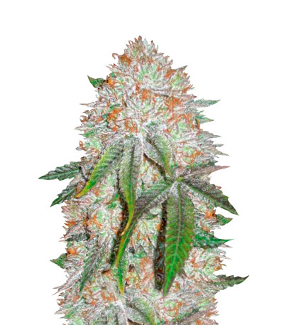 Сорт Auto Chocodope fem (Victory Seeds)