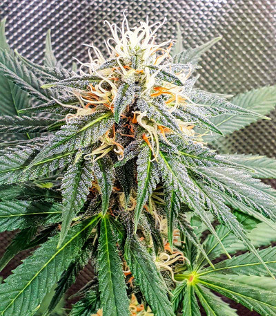 Сорт Peanut Butter OGKB fem (Original Sensible Seeds)