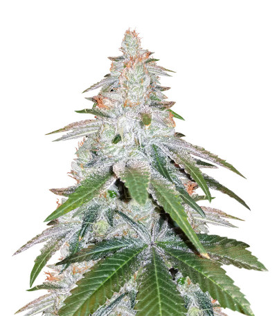 Сорт Purple Punch Cookies fem (Original Sensible Seeds)