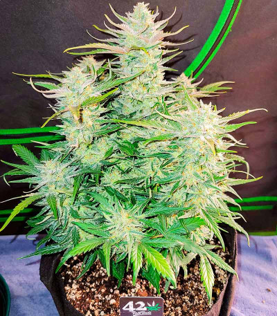 Сорт Ztrawberriez Auto fem (FastBuds)