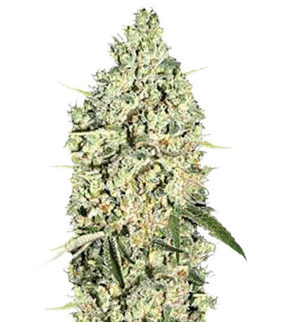 Сорт Auto Critical fem (Bulk Seed Bank)