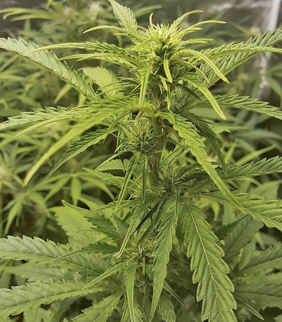 Сорт Cookies auto fem (FastBuds)