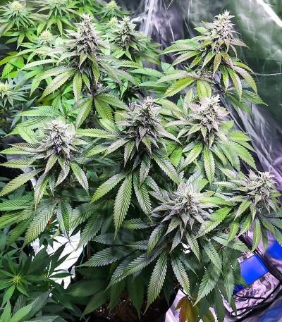 Сорт Bay Burger fem (Delicious Seeds)