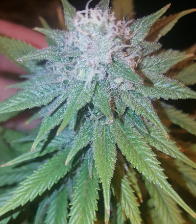 Сорт Kali & the Chocolate Factory fem (KFC Seeds)