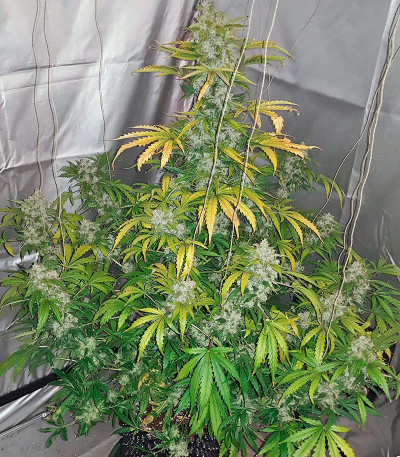 Сорт Auto White Widow fem (Pyramid Seeds)