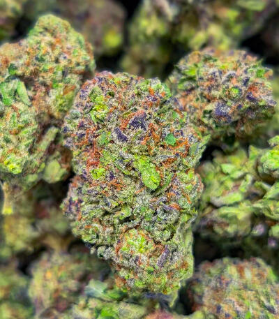 Семена сорта RudeBoi OG F1 fem (Seedkeepers)