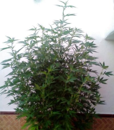 Сорт Berries & Cheese fem (Sumo Seeds)