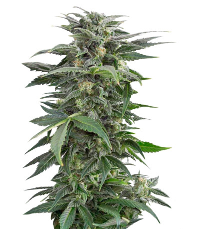 Сорт Haze XXL Autoflowering fem