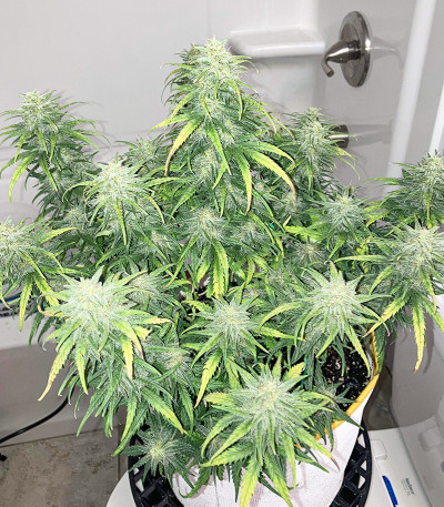 Сорт Original Trainwreck Auto fem (FastBuds)