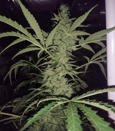 Сорт Auto Afghan Mass fem (00 Seeds)