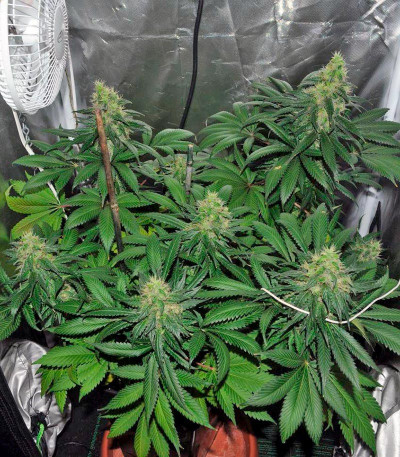 Сорт Neville's Haze fem (Green House Seeds)