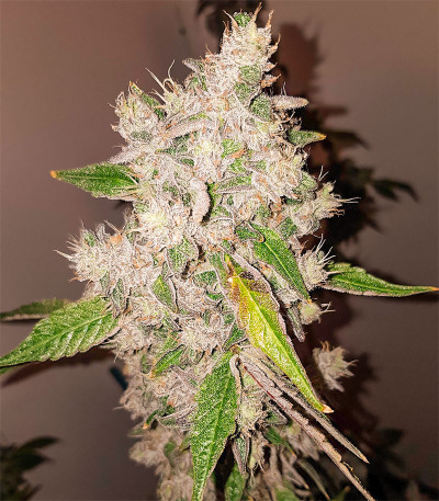 Сорт Triple G fem (Royal Queen Seeds)