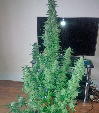 Сорт Big Bang Auto fem (Green House Seeds)