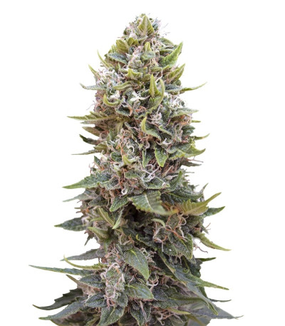 Сорт Auto Cheese Berry fem