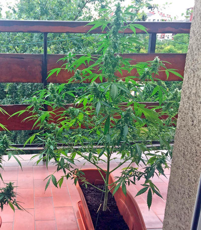 Сорт Critical + Autoflowering fem (Dinafem Seeds)