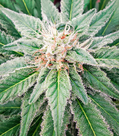 Сорт Super Skunk fem (Vision Seeds)