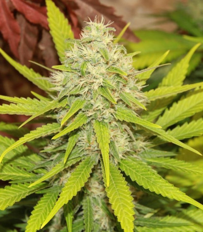 Сорт Sweet Skunk Automatic fem (Royal Queen Seeds)