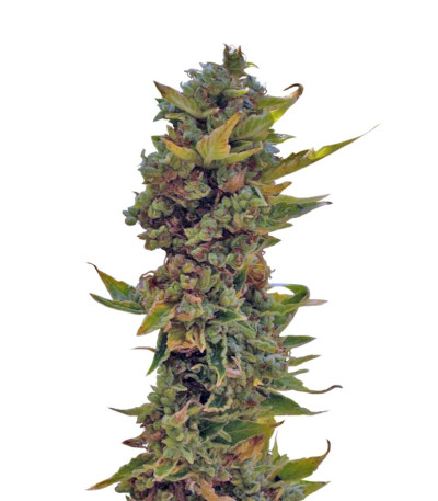 Сорт Auto Northern Delights fem (VIP seeds)