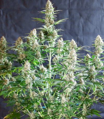 Сорт Bruce Banner Auto fem (Cali Buds Seeds)