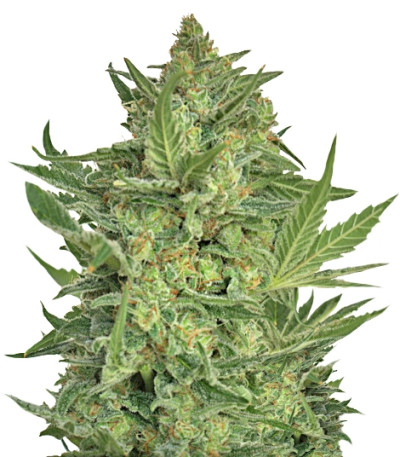 Сорт Critical Haze fem (Resin Seeds)