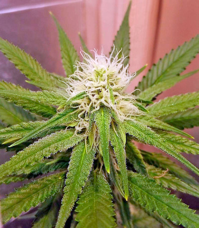 Сорт Chocolate Cream fem (00 Seeds)