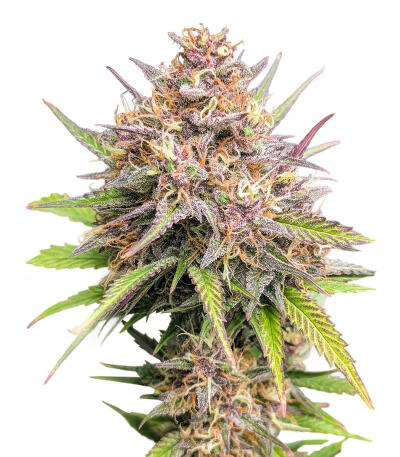 Семена сорта Purple Punch F1 fem (Seedkeepers)