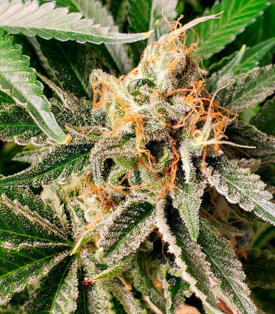 Сорт Bruce Banner Auto (Sweet Seeds)