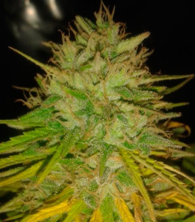 Сорт Cotton Candy Kush fem (Delicious Seeds)