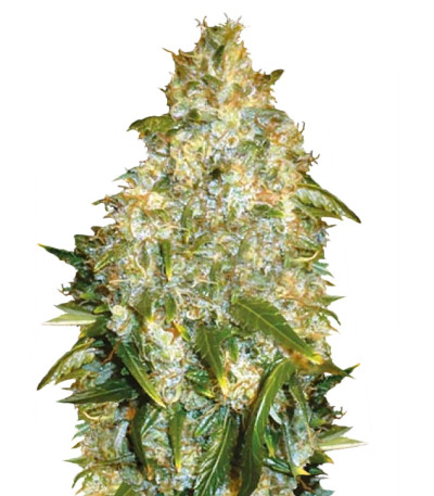 Сорт Auto Good Wild Shark fem