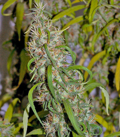 Сорт Neville's Haze fem (Green House Seeds)