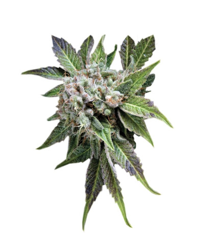 Сорт Blue Pyramid fem (Pyramid Seeds)