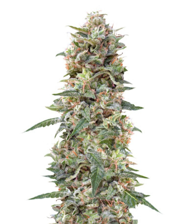 Сорт California Kush fem (00 Seeds)