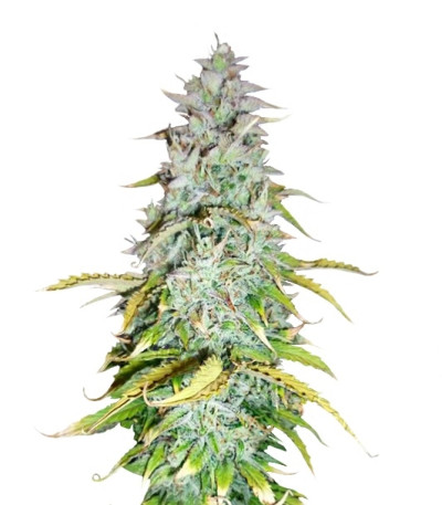 Сорт Amnesia Haze Automatic fem (Royal Queen Seeds)