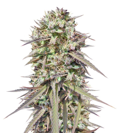 Сорт Purple Maroc fem (Female Seeds)