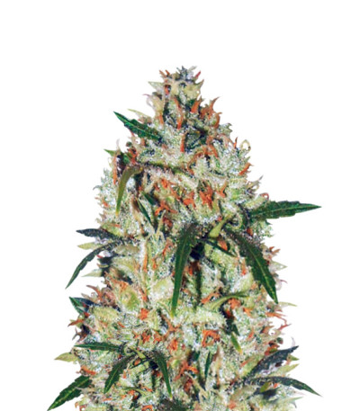 Сорт Cheese fem (Vision Seeds)