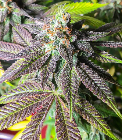 Сорт Dozy Breath fem (AlphaFem Seeds)