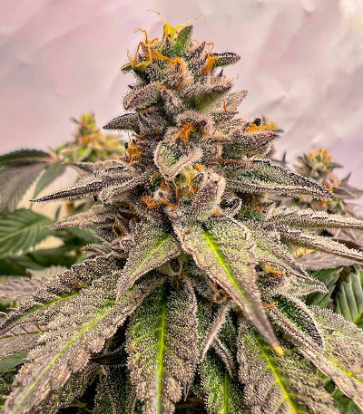 Сорт High Society fem (Compound Genetics)