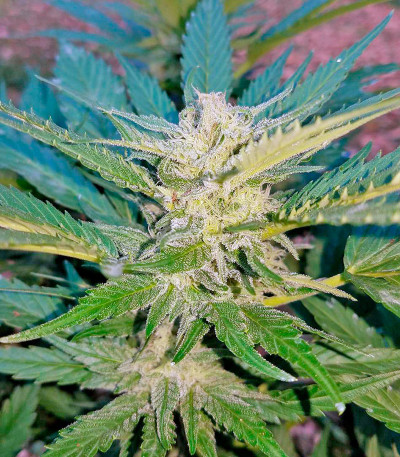 Сорт Master Kush fem (Nirvana Seeds)