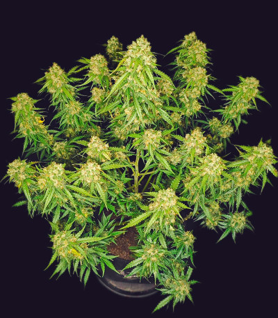 Сорт Sour Jealousy Auto fem (FastBuds)