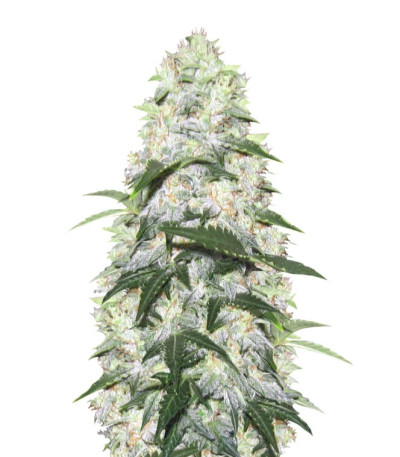 Сорт Ogre auto fem (Doctor’s Choice)