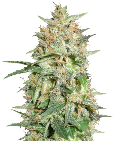 Сорт BubbleGummer fem (Female Seeds)