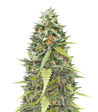 Сорт Jumping Black Dash auto fem (Dr. Krippling Seeds)