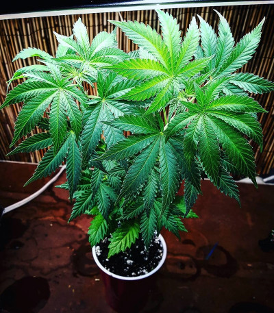 Сорт Pure AK fem (Female Seeds)