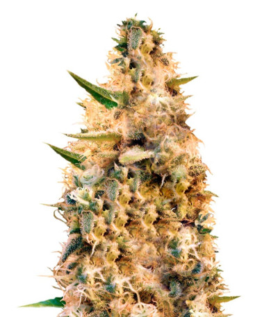 Сорт Jack Mist Tree fem (KFC Seeds)