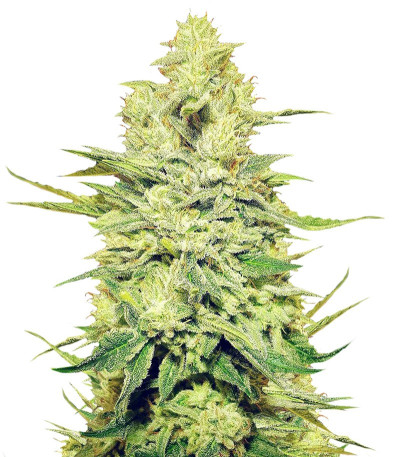 Сорт Royal Gorilla fem (Royal Queen Seeds)